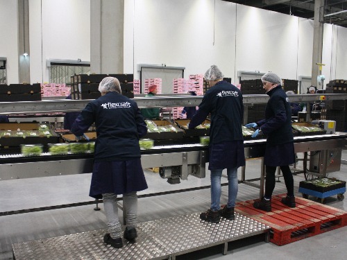 Flexcraft European Work Support 1